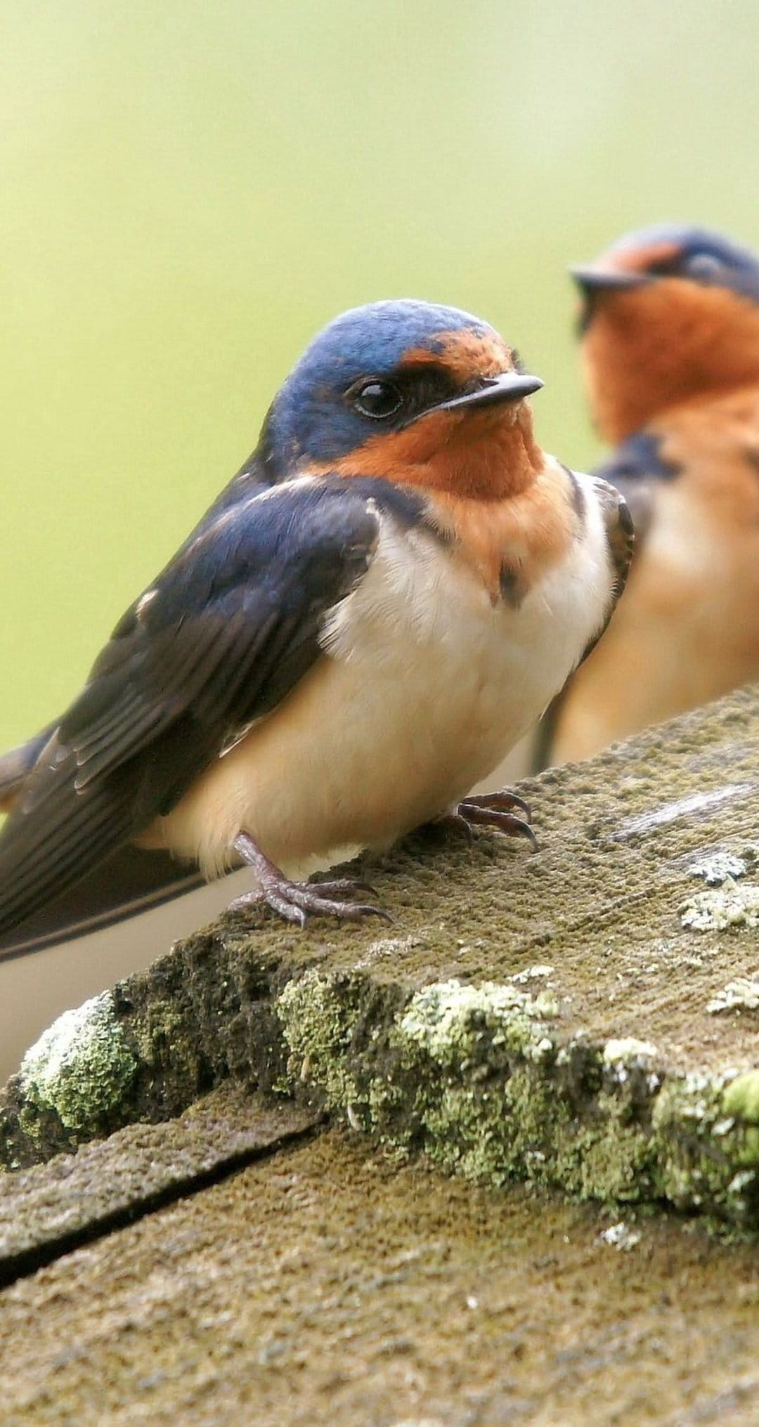 Two barn swallows with blue feathers and orange throats perch on a mossy wood surface against green bokeh.