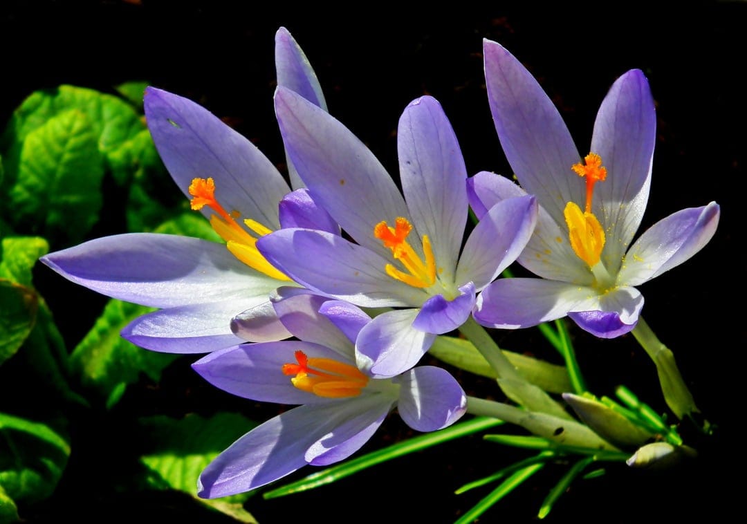 Purple crocus petals and orange anthers rise from dark earth in a vertical macro shot of early spring growth.