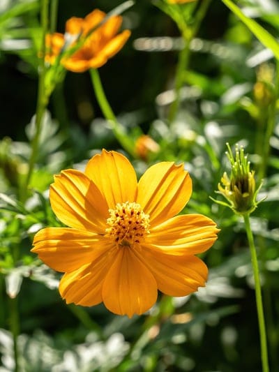 Orange cosmos flower blooms with radiant sunlit petals and a textured center against a blurred green backdrop.