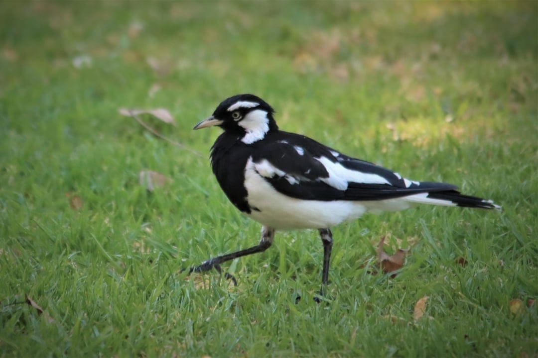 Black and white bird walks across a sunlit green lawn featuring dappled light and scattered autumn leaves in view.