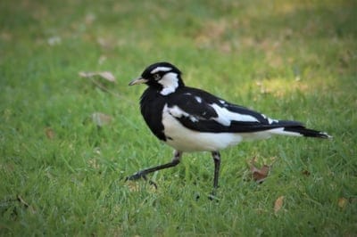 black and white,magpie lark,full HD wallpaper,mudlark,HD wallpaper,peewee,peewit,Mac wallpaper,walking,eye,native,wallpaper HD,Australian,nature,beautiful wallpaper,Adelaide,Australia,bird,watching,wallpaper 4K