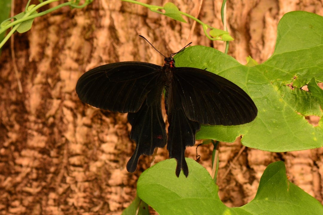 Black butterfly with crimson markings rests on a green leaf against a textured brown tree bark background.