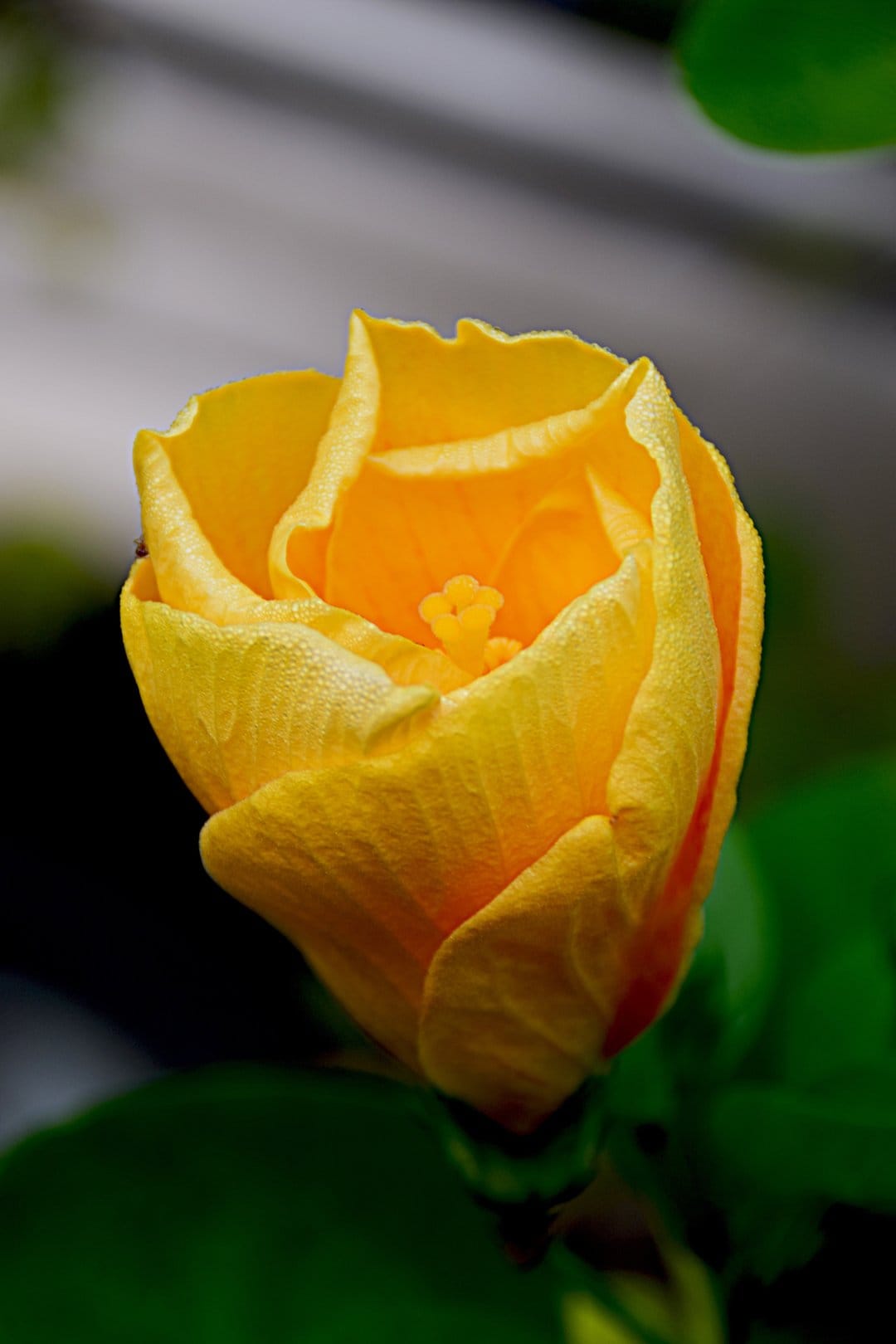 Yellow hibiscus bud with clear water droplets on furled petals against a blurred green and grey background.