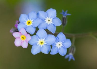 Blue Forget-Me-Not flowers with bright yellow centers and a single pink bloom against a soft green garden backdrop.