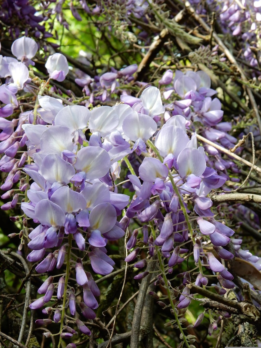 Lavender wisteria flowers hang in long racemes from dark branches amidst green leaves in a close-up garden view.