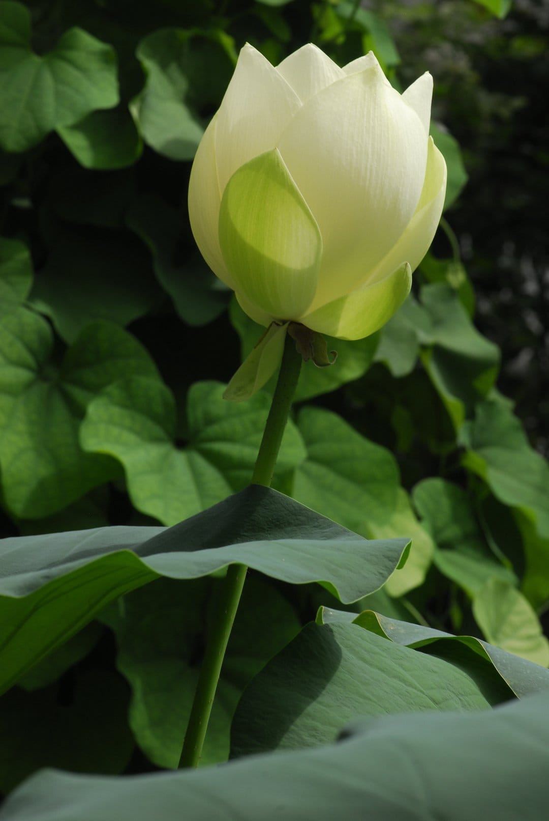 White lotus bud with furled petals sits among soft-focus green leaves under gentle, natural outdoor lighting.