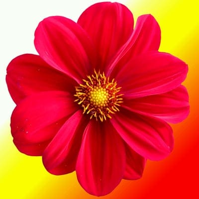 Red dahlia flower petals spiral toward a bright yellow stamen center with a soft red and orange gradient backdrop.