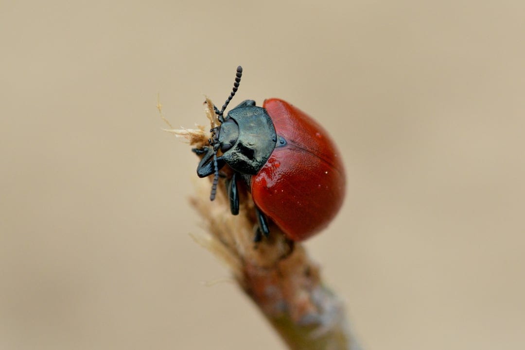 Red beetle with a glossy shell perches on a dry twig against a blurred, earth-toned natural background.