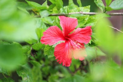 Crimson hibiscus flower with yellow pollen grains at the center, surrounded by soft green foliage in a garden.