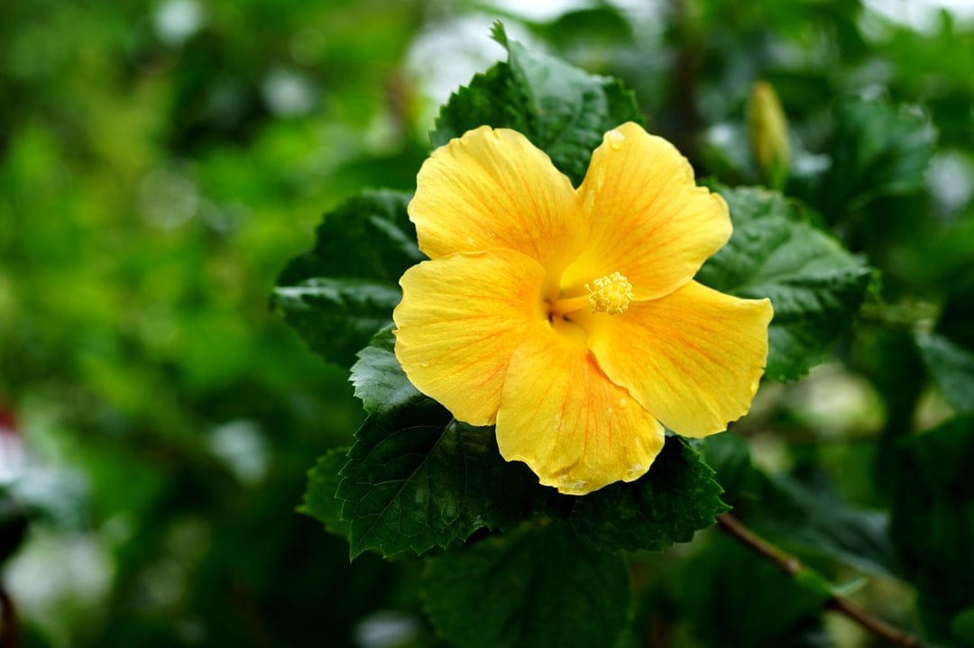 Yellow hibiscus flower with a long stamen and delicate petals sits against a blurred dark green background.