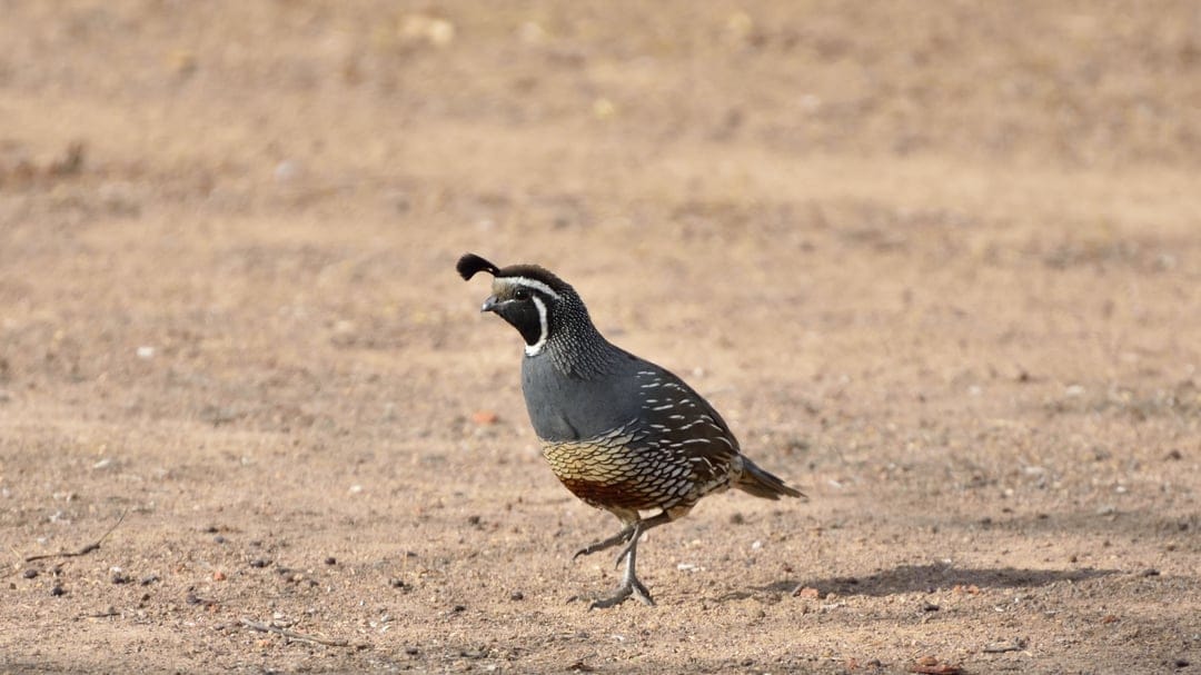 California Quail with a black topknot and white facial stripes stands on dry earth before a soft bokeh background.