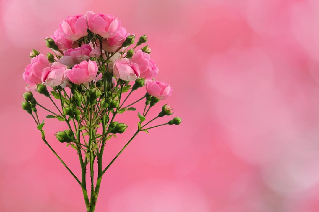 Pink roses and small green buds cluster together against a dreamy, out-of-focus pastel pink bokeh background.