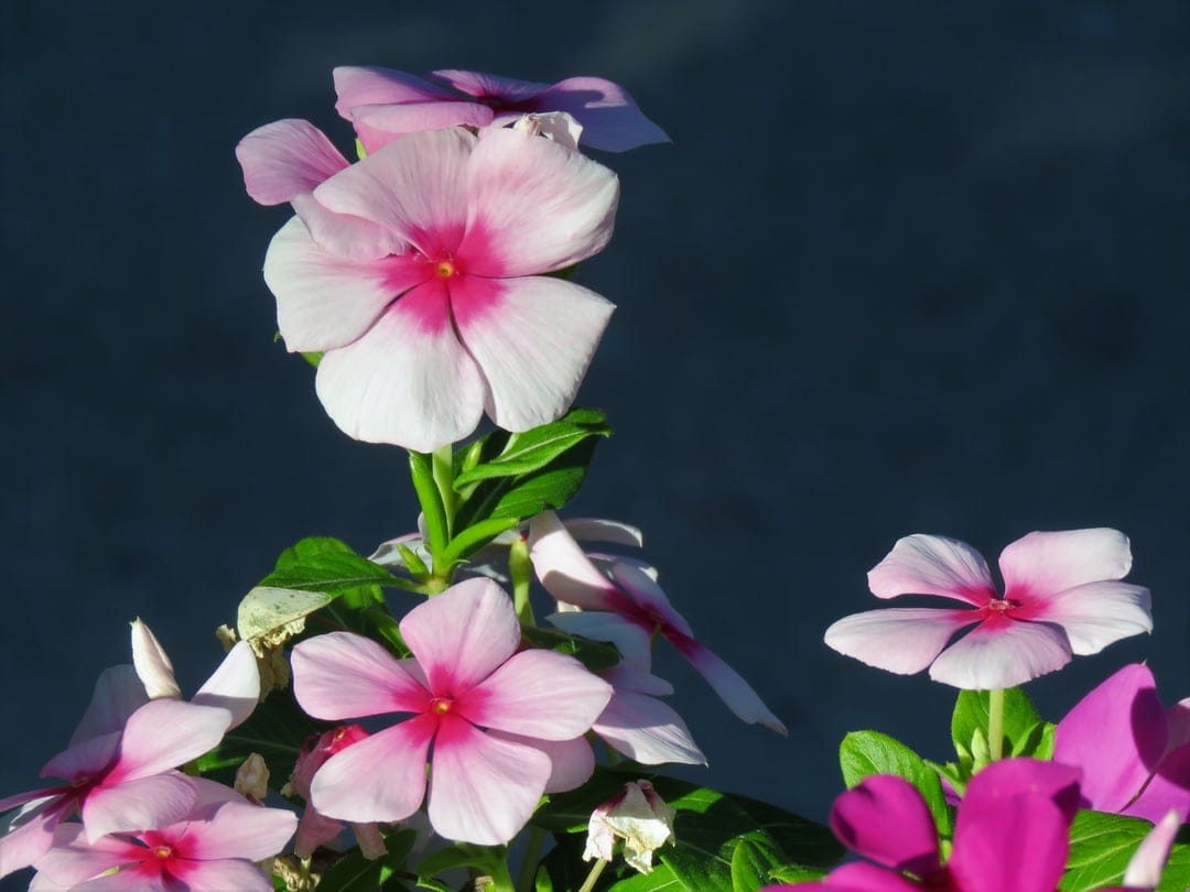 Pink vinca periwinkle flowers with white-edged petals and bright centers over a dark blue background.
