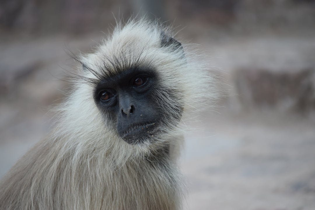 Gray langur monkey with a black face and expressive eyes stares forward against a blurred green background.