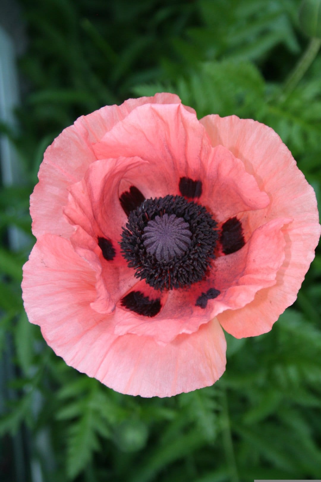 Pink poppy flower with ruffled fuchsia petals and a dark center against a blurred green leaf backdrop.