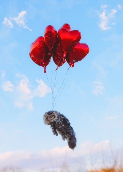 balloons,floating,nature,cat,beautiful wallpaper,mobile wallpaper,Persian cat,feline,heart,Samsung wallpaper,shape,sky background,lock screen wallpaper,sky,iPad wallpaper,clouds,iPhone wallpaper,animal,phone wallpaper,pet