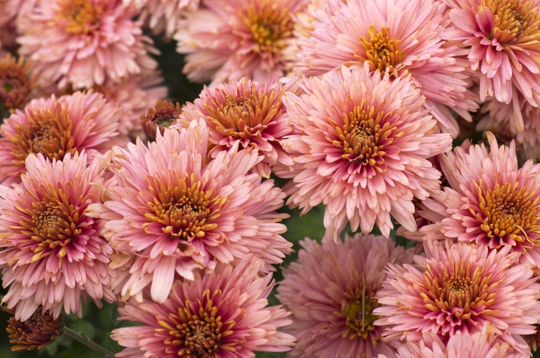 Pink chrysanthemum petals radiate from a golden-orange center in a detailed macro floral bloom photography.