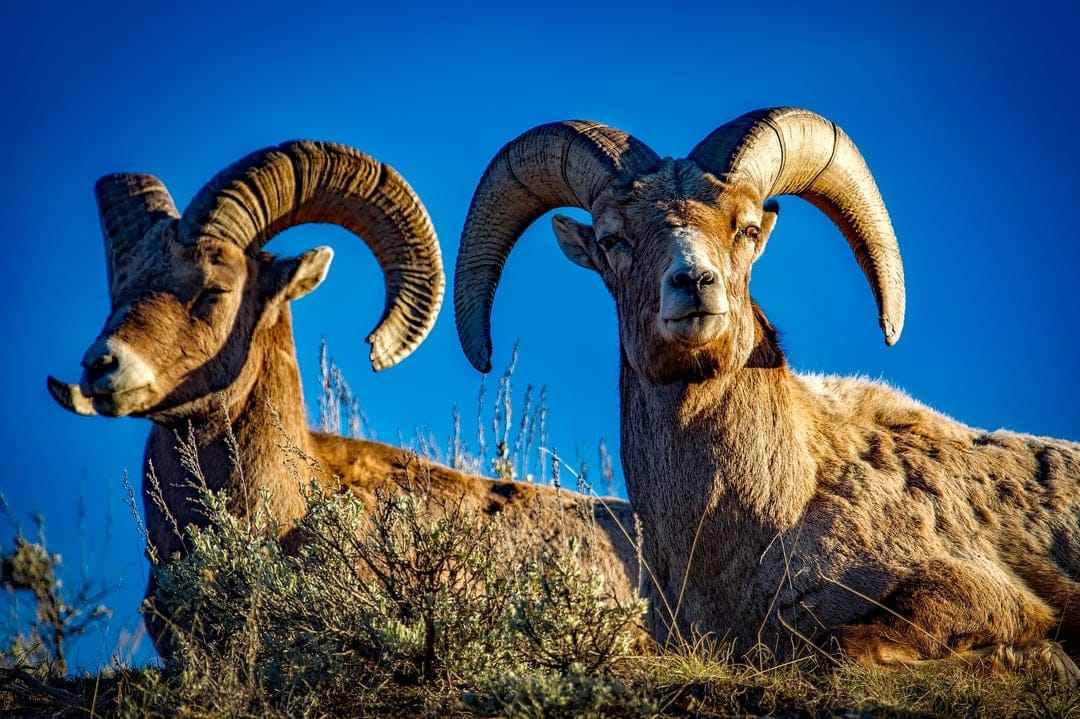 Bighorn sheep with curled horns sit in a grassy landscape under a blue sky, displaying detailed tan fur textures.
