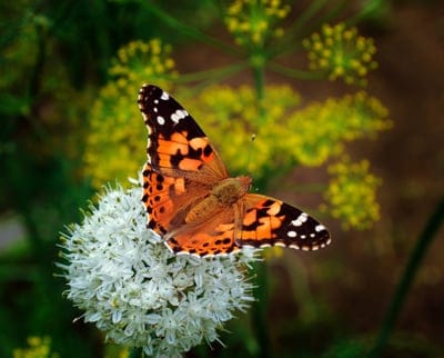 Painted Lady butterfly with orange wings rests on a white flower with a blurred green and yellow background.