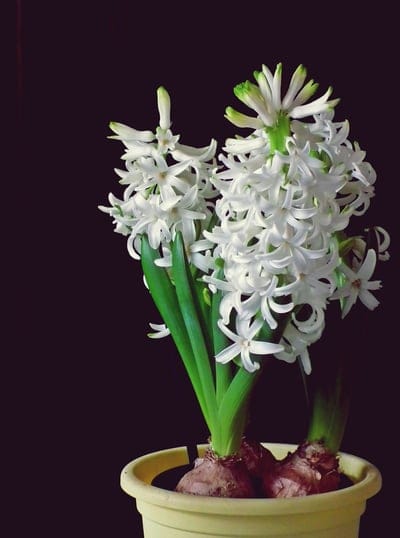 hyacinth, white flowers, spring flowers, potted plant, floral, botany, nature, gardening, indoor plant, fragrant flowers, blooming, closeup, dark background, yellow pot, plant bulb, spring bloom, delicate flowers, tall stalks, seasonal, evergreen, horticulture, flower arrangement