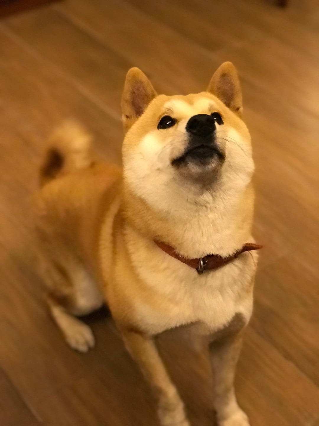 Shiba Inu puppy with a brown collar sits on a wooden floor looking up with an alert, curious facial expression.