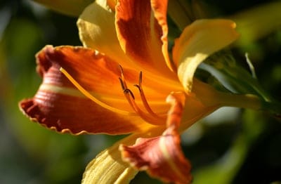 flower,lily,blossoms,flora,garden flowers,nature,orange,plunger,flower wallpaper,beautiful flowers,stamens,orange lilies,nature background,hd wallpaper,hd background,nature wallpaper,floral background,flower background,flowers wallpaper