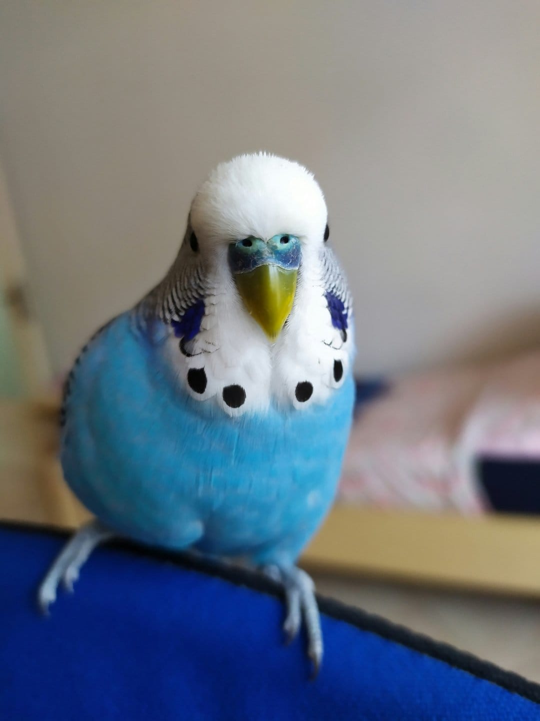 Blue budgie bird with fluffy cerulean feathers and a yellow face perches on a blue surface looking forward.