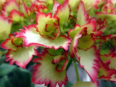 Hydrangea petals with creamy white centers and ruffled pink edges against a soft green leafy background.