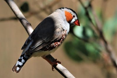 zebra,finch,nature background,cool backgrounds,mac wallpaper,australia,full hd wallpaper,4k wallpaper,red,cheeks,free background,wallpaper hd,spotted,free wallpaper,colorful,wings,bird,beautiful nature,watching,avian