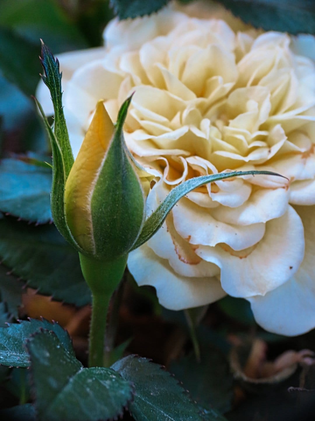 Yellow rose bud and a fully open creamy blossom surrounded by blurred green leaves in soft natural sunlight.