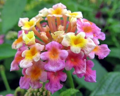 Pink, yellow, and orange Lantana flower cluster with delicate petals against a soft green blurred background.