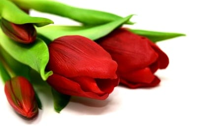 Three red tulips with green leaves stand vertically against a plain white background in a minimalist style.