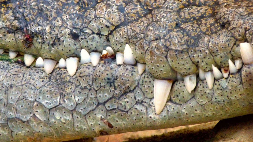 Crooked sharp teeth protrude from the scaly, wet jaw of a large crocodile in a detailed macro photography view.