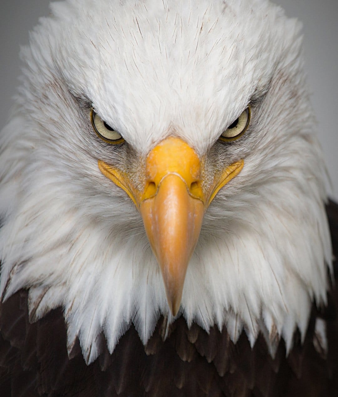 Bald eagle with sharp yellow eyes and a hooked beak shows detailed white and brown feathers in a tight headshot.