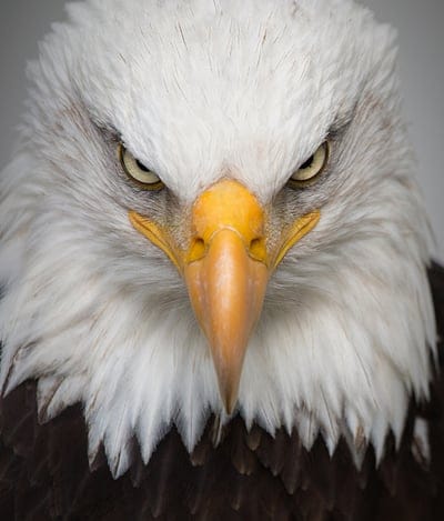 Eagle,Eagle wallpaper,Eagle background,bird wallpaper,bird of prey