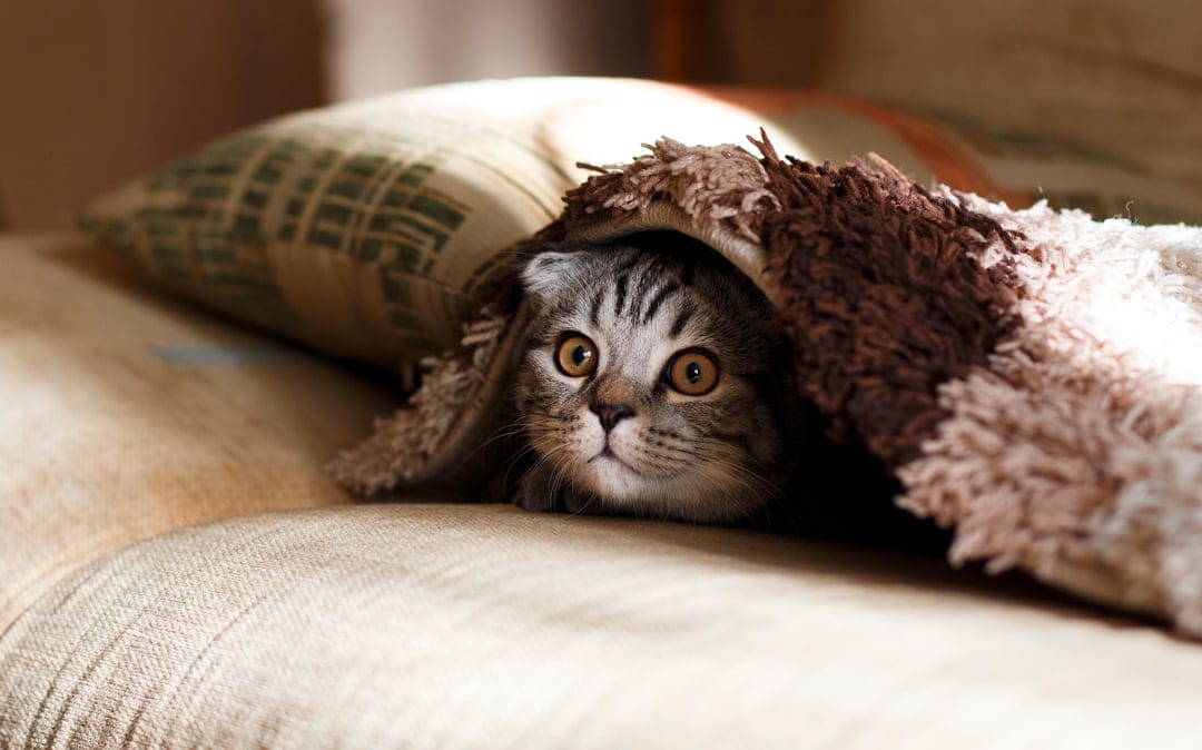 Scottish Fold kitten with striped fur peeks from under a textured blanket with warm, soft lighting.
