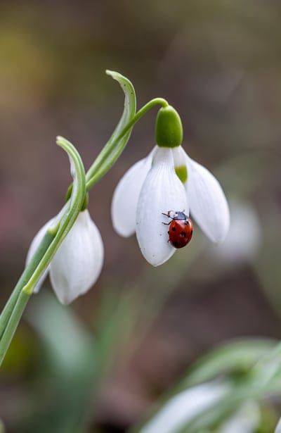 flower,flower background,ladybug,beautiful flowers,insect,snowdrops,flower wallpaper,nature