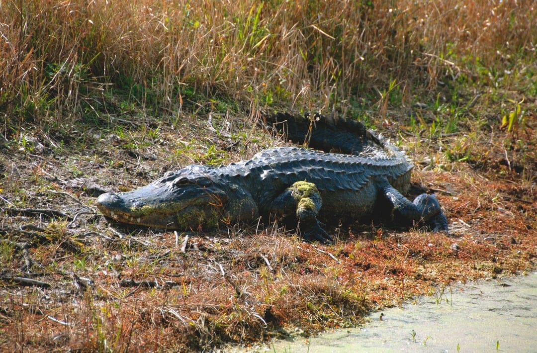 American alligator with dark scaly skin rests on dry yellow grass near a murky pond on a sunny afternoon.
