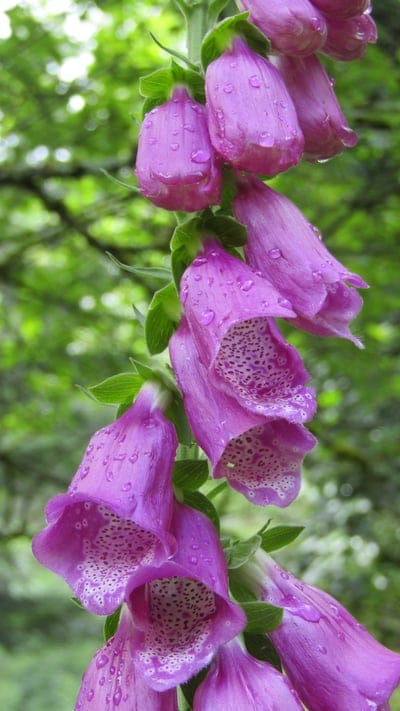 Purple foxglove flowers with dark spots and water droplets against a blurred green forest foliage background.