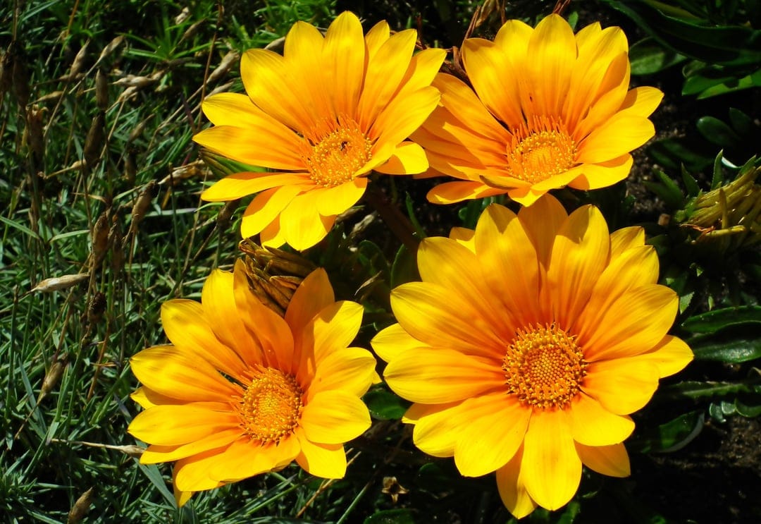 Yellow Gazania flowers with striped orange petals and dark centers bloom in a sunny garden against green grass.