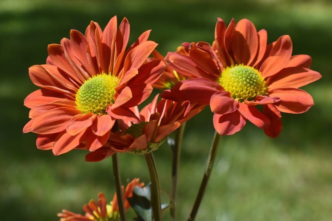 Orange chrysanthemums with lime centers glow in sunlight against a blurry green background in sharp macro detail.