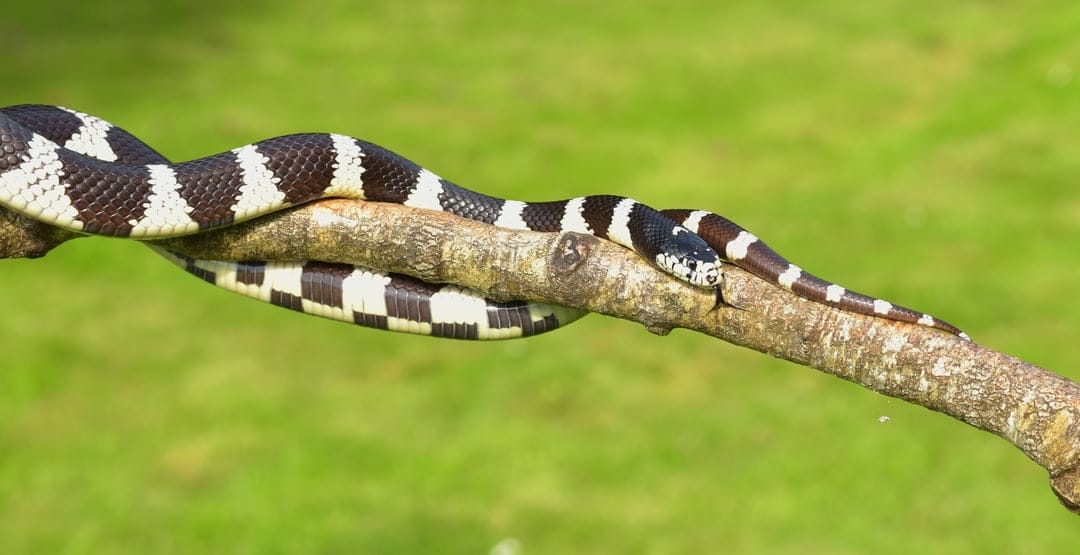 Banded kingsnake with black and white rings coils around a brown branch against a blurred green background.