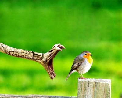 bird,snake,danger,grin,stump