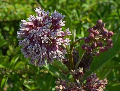 Pink and white milkweed flowers bloom next to purple buds against a blurred green leafy background.