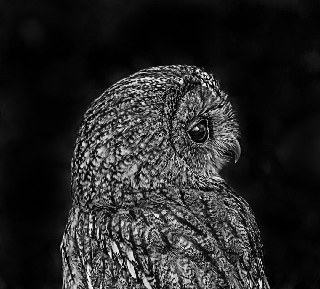 Owl in profile showing detailed white feathers and a piercing eye against a dark background in monochrome tones.