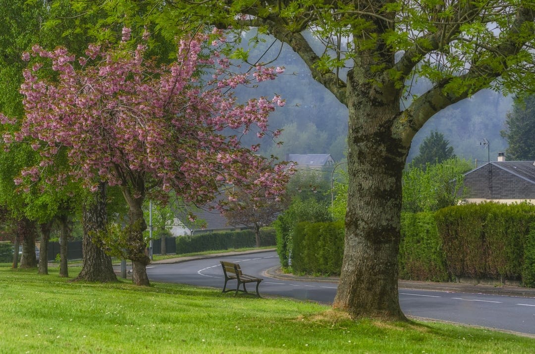 Pink cherry blossom tree overlooks a wooden park bench on a misty morning with soft hills in the background.