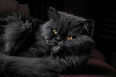 Black cat wallpaper,cute cat,cat,cat background,animal