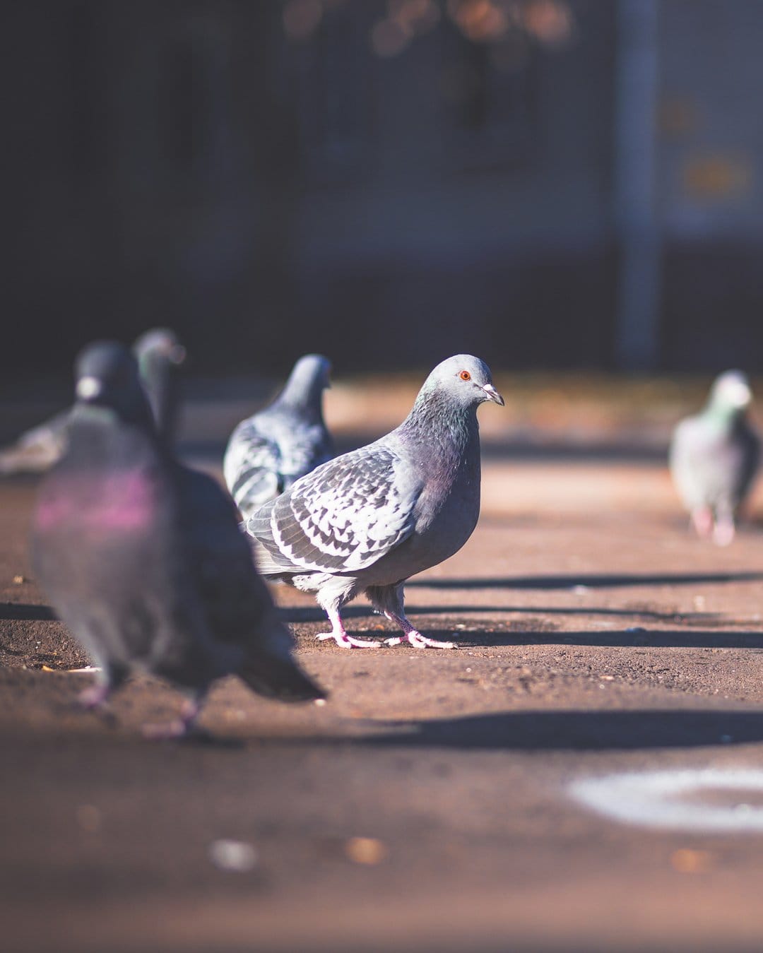 Rock dove with intricate gray feathers and red eyes stands on a sun-drenched sidewalk in an urban setting.