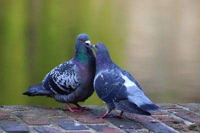 desktop backgrounds,mac wallpaper,carrier,pigeons,free background,4k wallpaper,wildlife,wallpaper 4k,love,full hd wallpaper,4k wallpaper,beautiful wallpaper,romantic,wallpaper hd,cool backgrounds,laptop wallpaper,plumage,windows wallpaper,affection,pair o