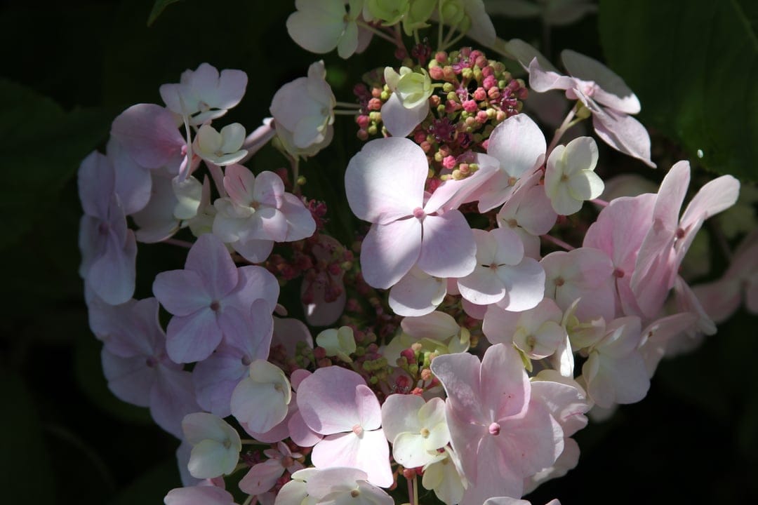 Pink hydrangea flowers with translucent petals glow against a dark green background in a macro portrait shot.